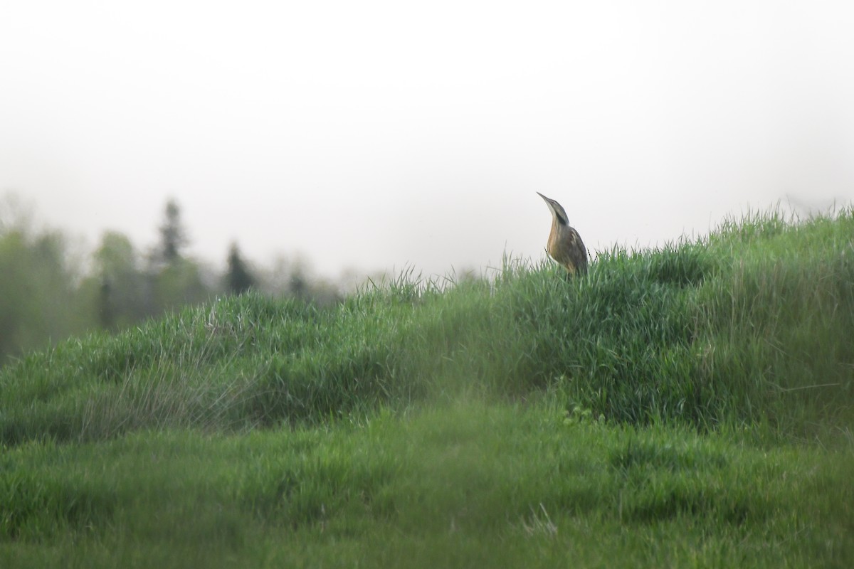 American Bittern - ML646868995