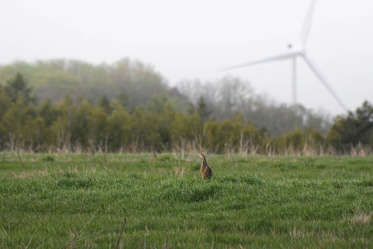 American Bittern - ML646868996