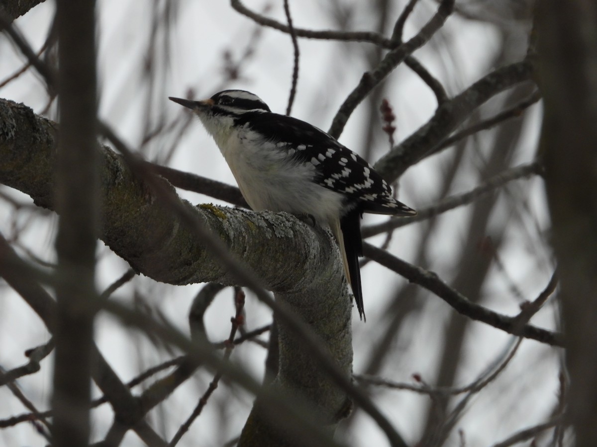 Hairy Woodpecker - ML646868997