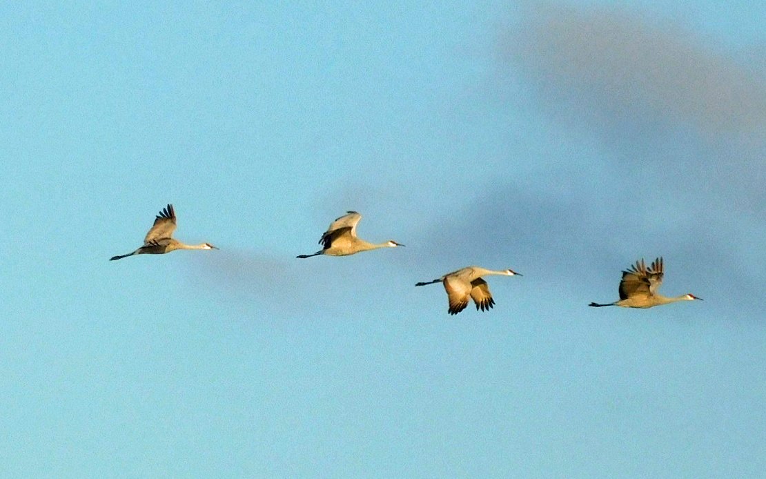 Журавель канадський - ML646868998