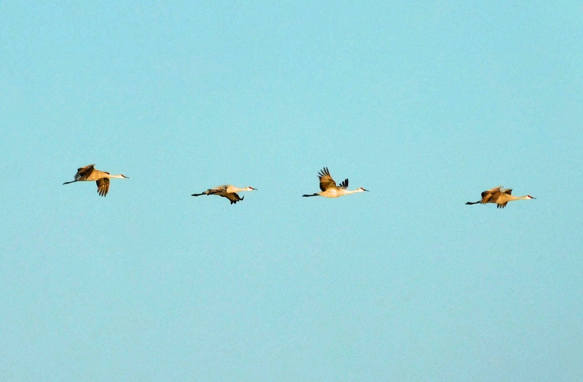 Журавель канадський - ML646868999