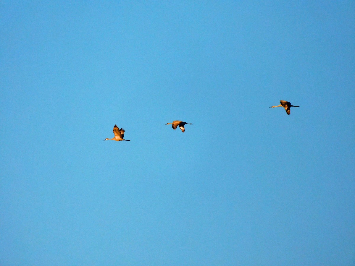 Журавель канадський - ML646869000