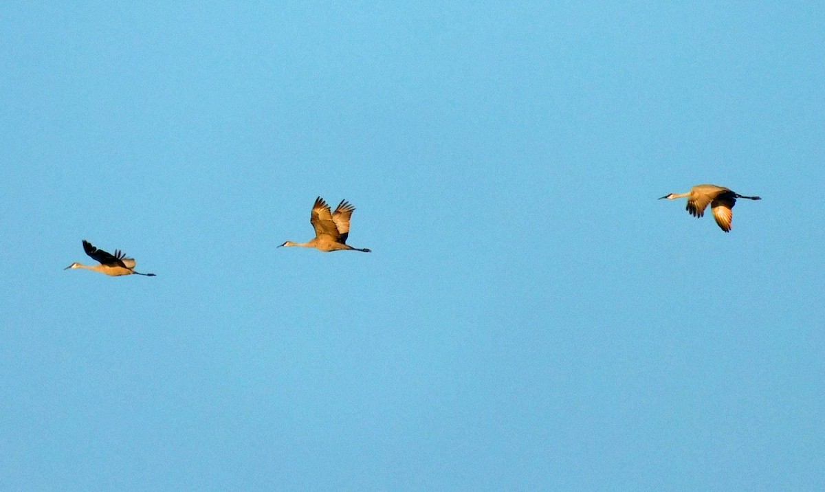 Журавель канадський - ML646869001