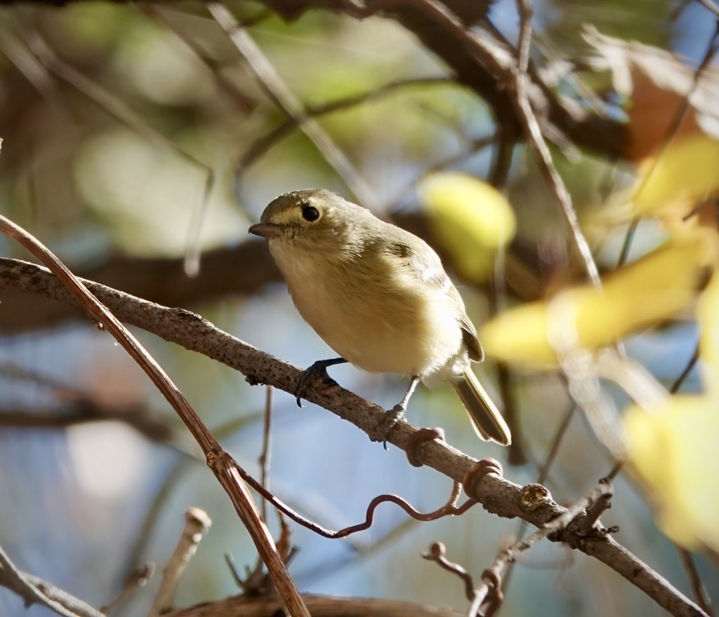 Hutton's Vireo (Interior) - ML646869003