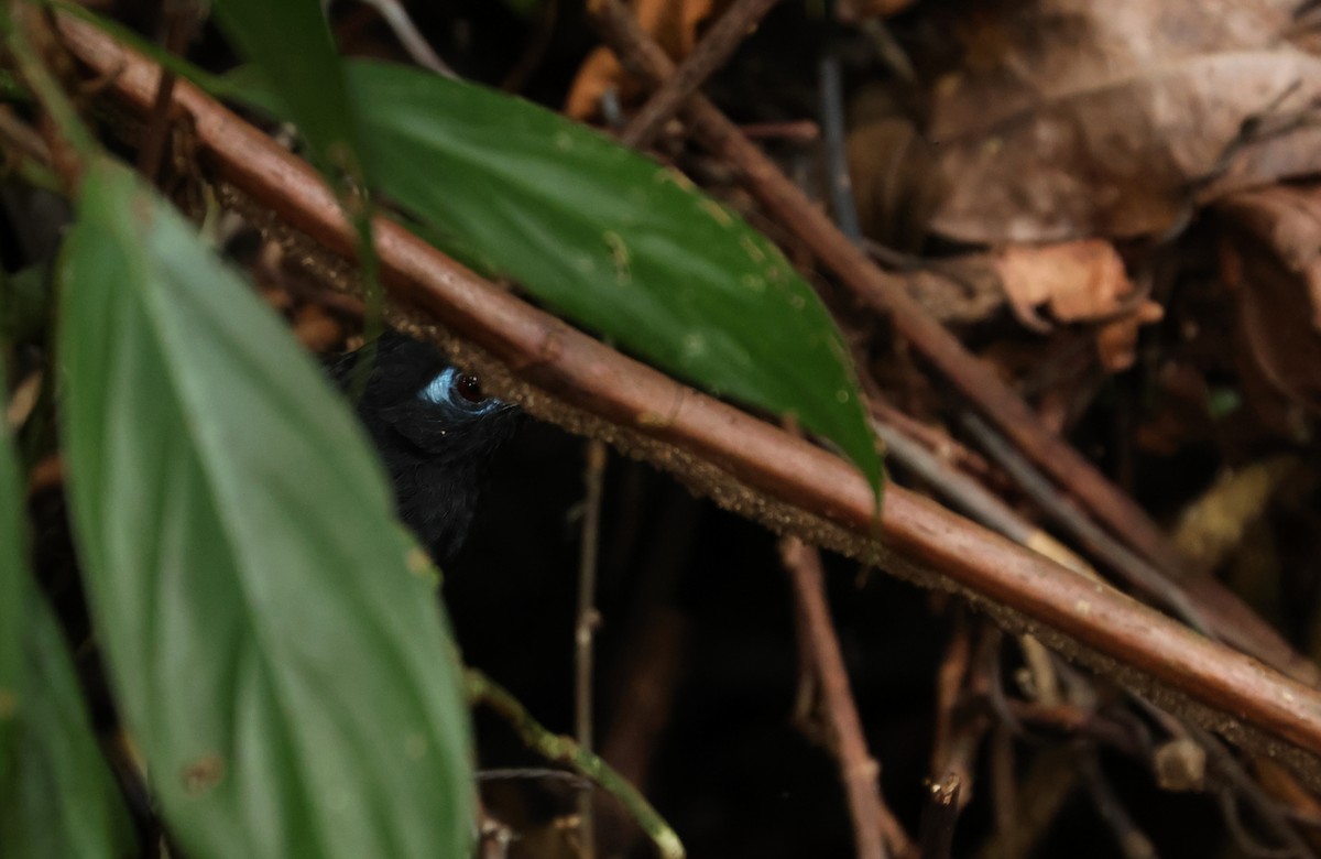 Chestnut-backed Antbird - ML646869005