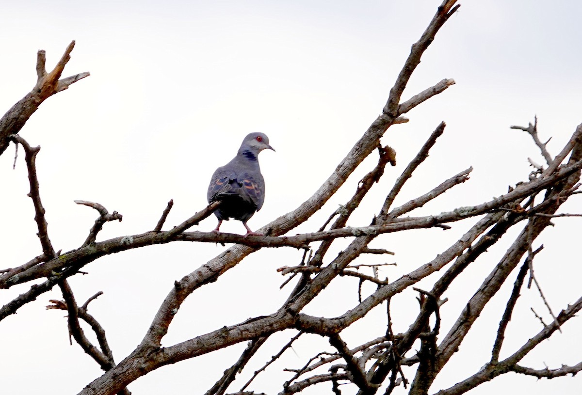 Dusky Turtle-Dove - ML646869007