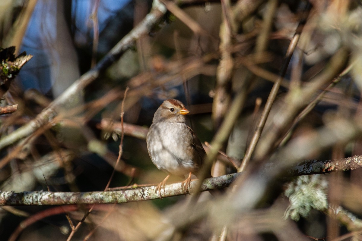 White-crowned Sparrow (Gambel's) - ML646869009