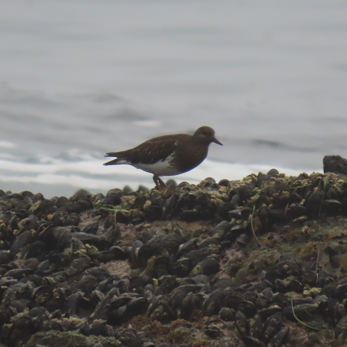 Harri-iraulari iluna - ML646869010