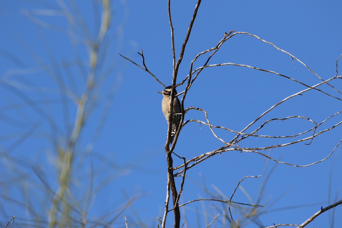 Ladder-backed Woodpecker - ML646869011