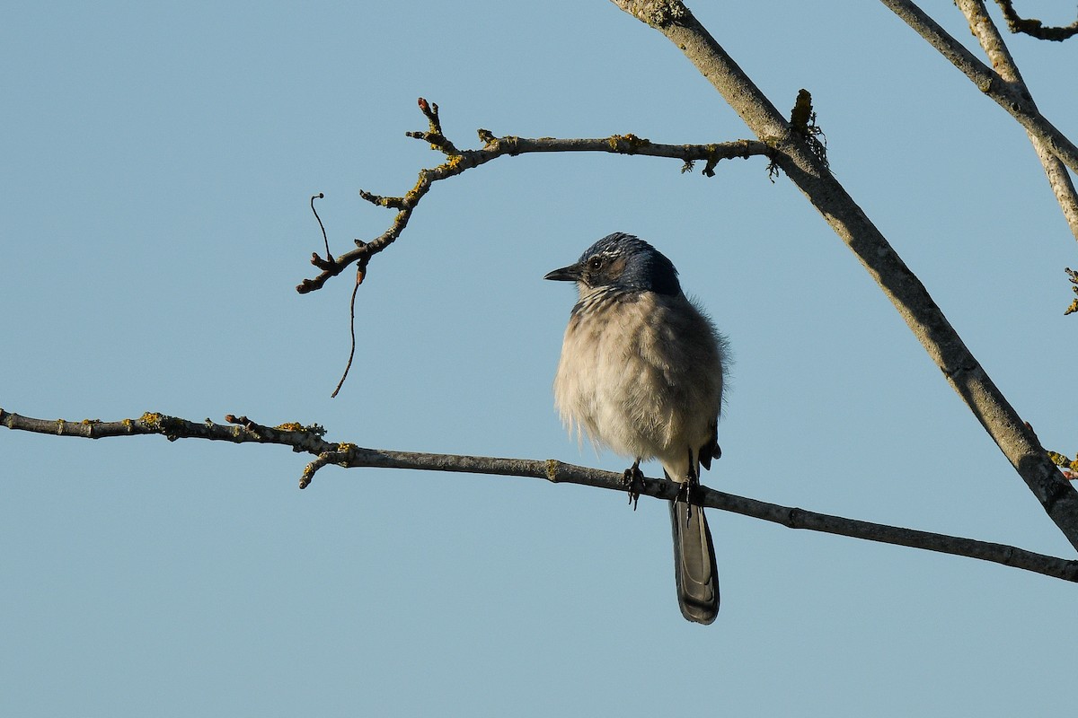 Калифорнийская сойка - ML646869012