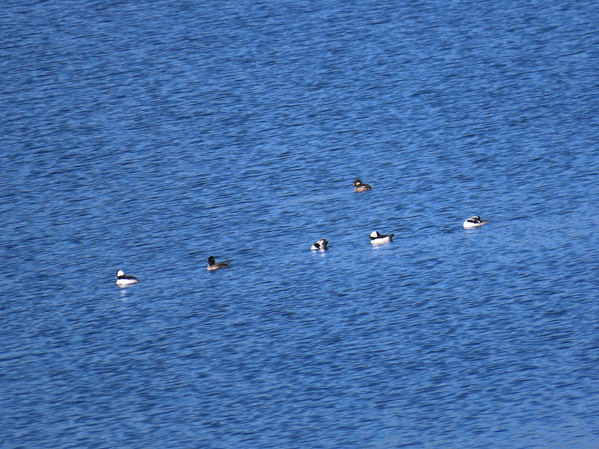 Гоголь малий - ML646869016