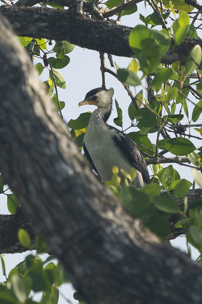 Little Pied Cormorant - ML646869018