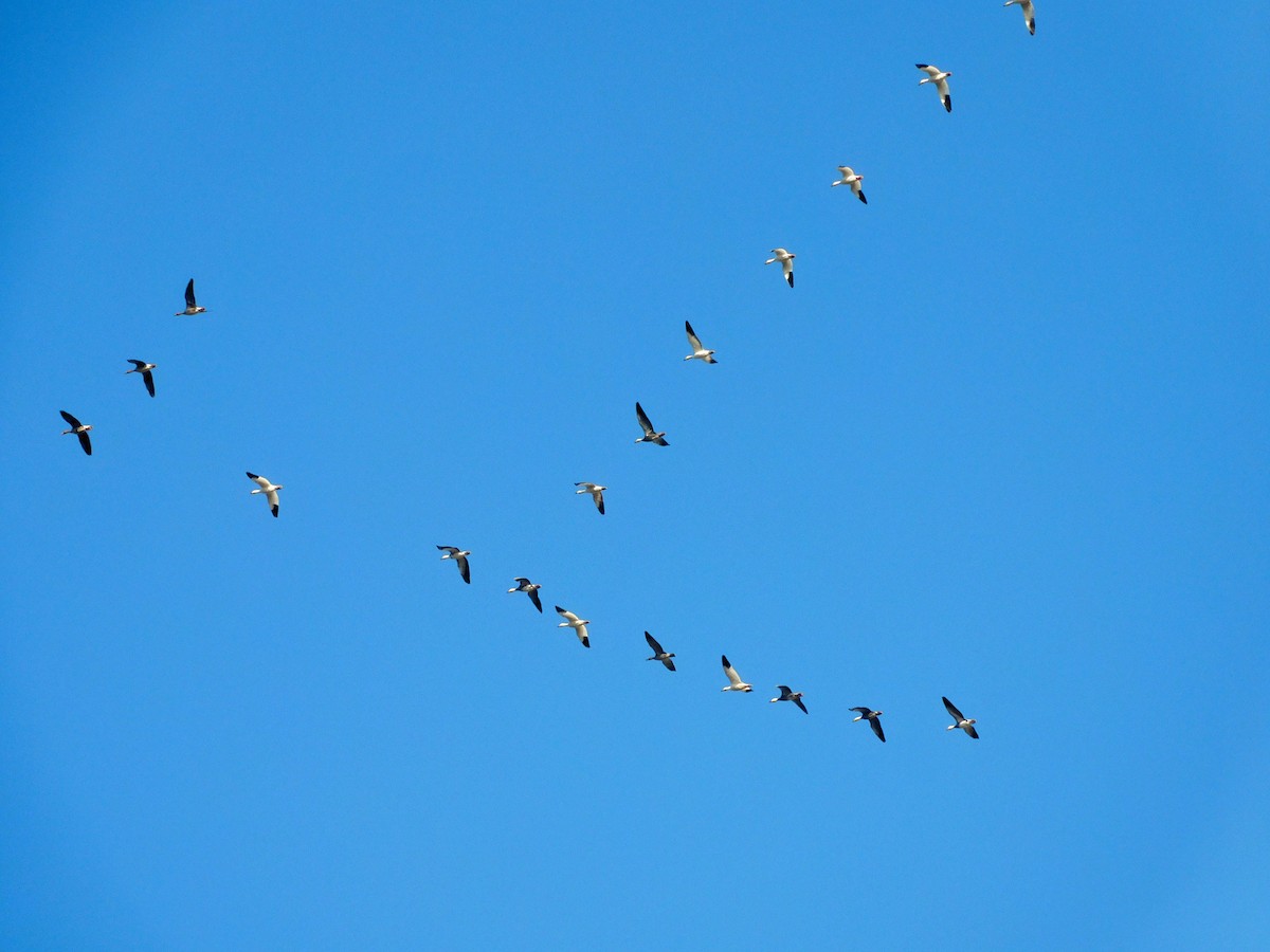 Гуска біла - ML646869026