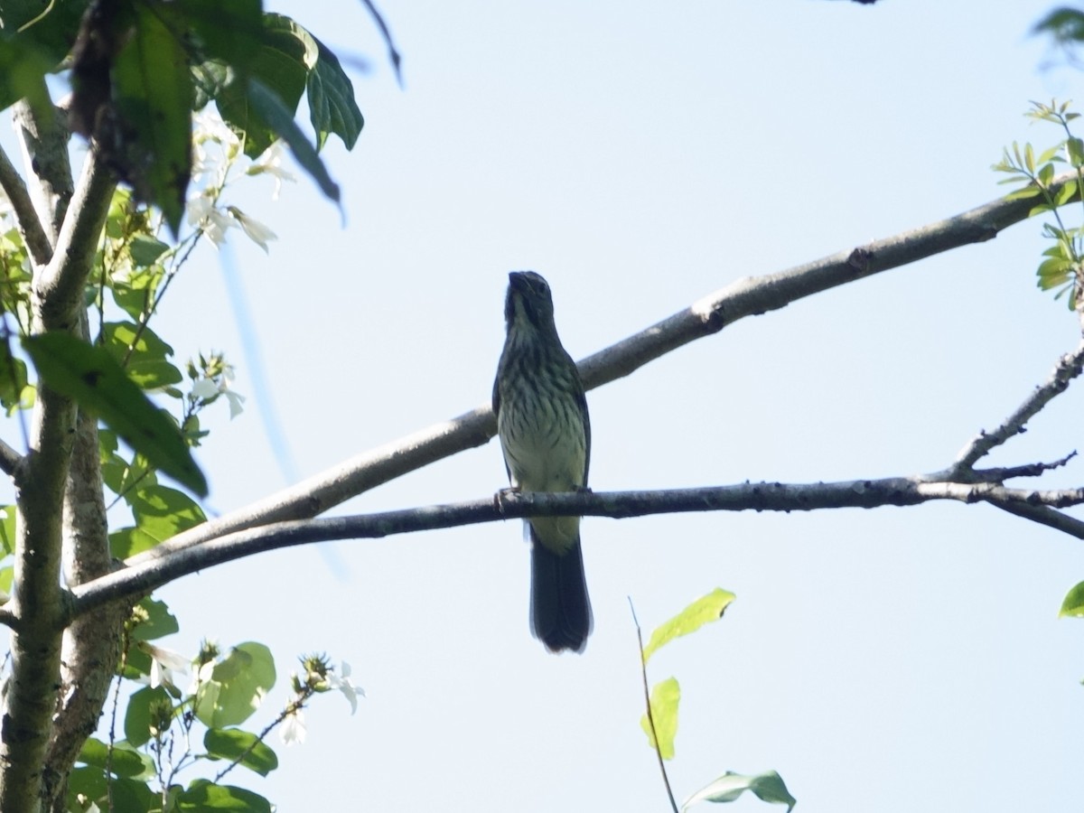 Streaked Saltator - ML646869027