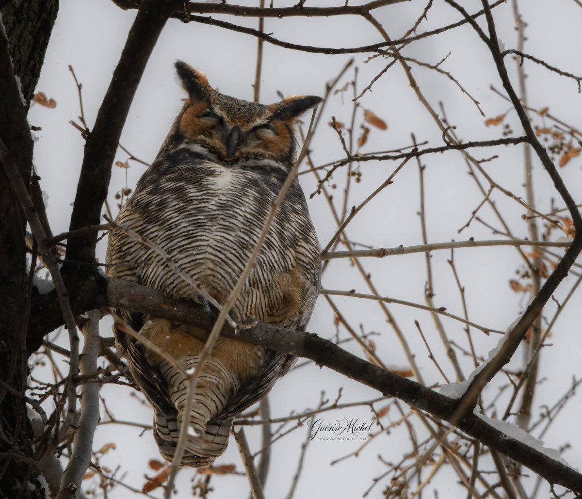 Great Horned Owl - ML646869028
