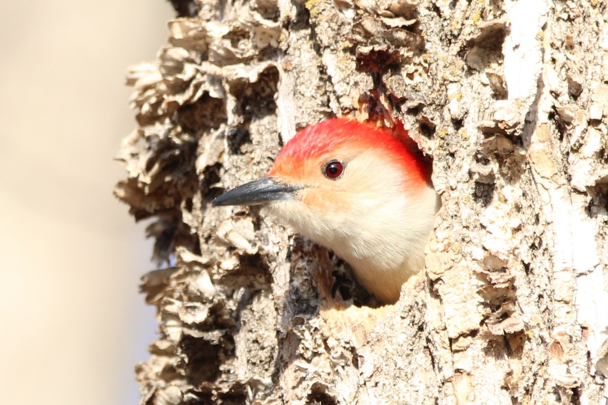 シマセゲラ - ML646869030