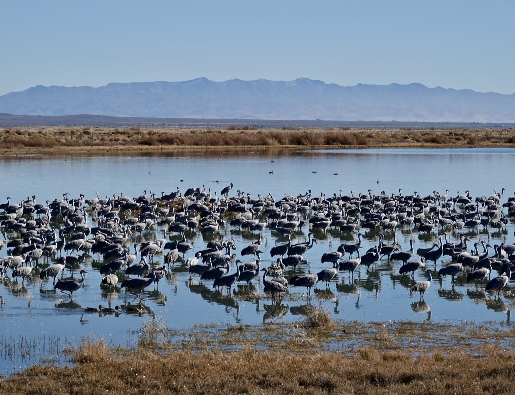 Канадский журавль - ML646869034