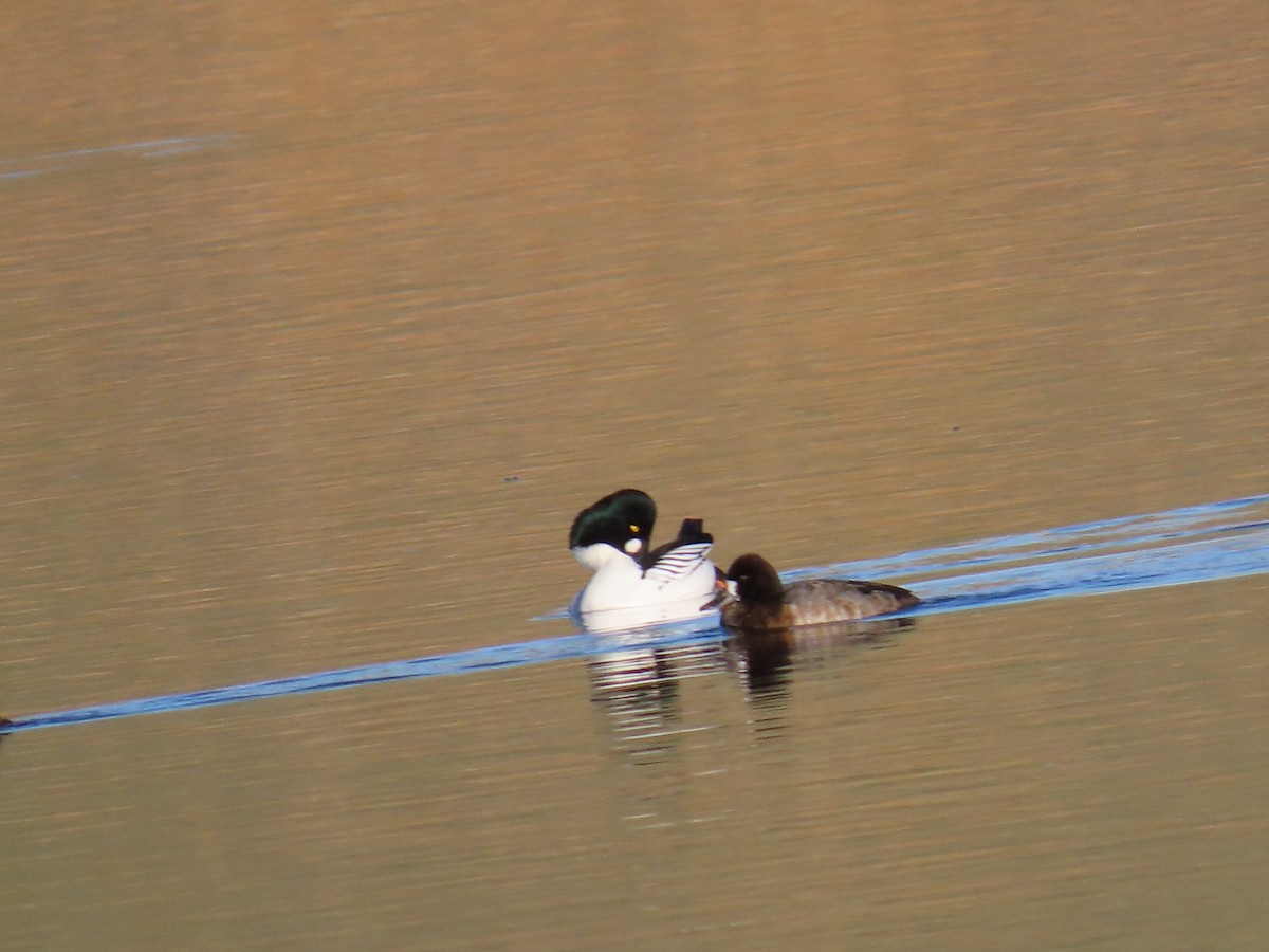 Common Goldeneye - ML646869035