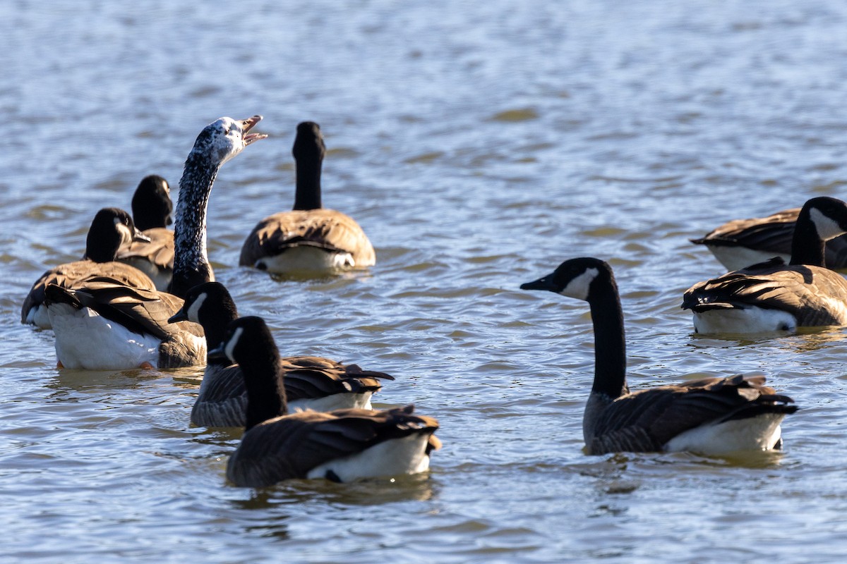 Гуска sp. (свійська) х казарка канадська - ML646869045