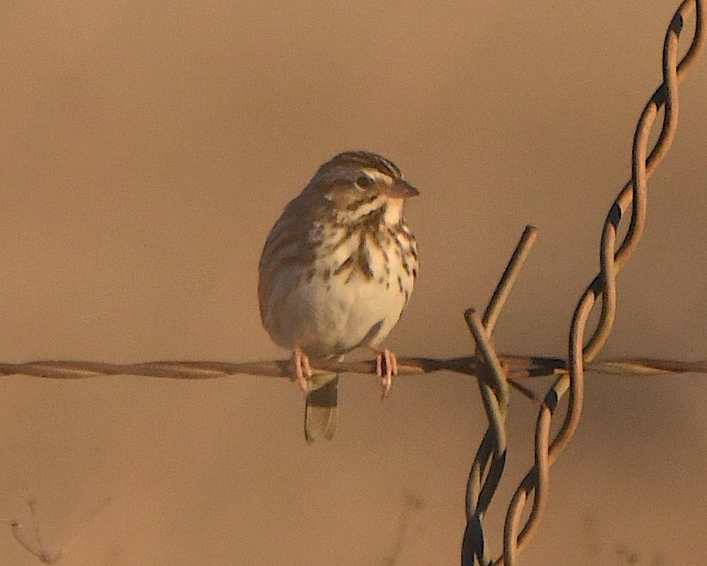 Саванная овсянка - ML646869046