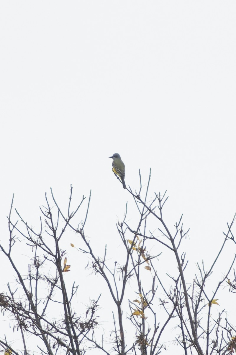 Couch's Kingbird - ML646869047