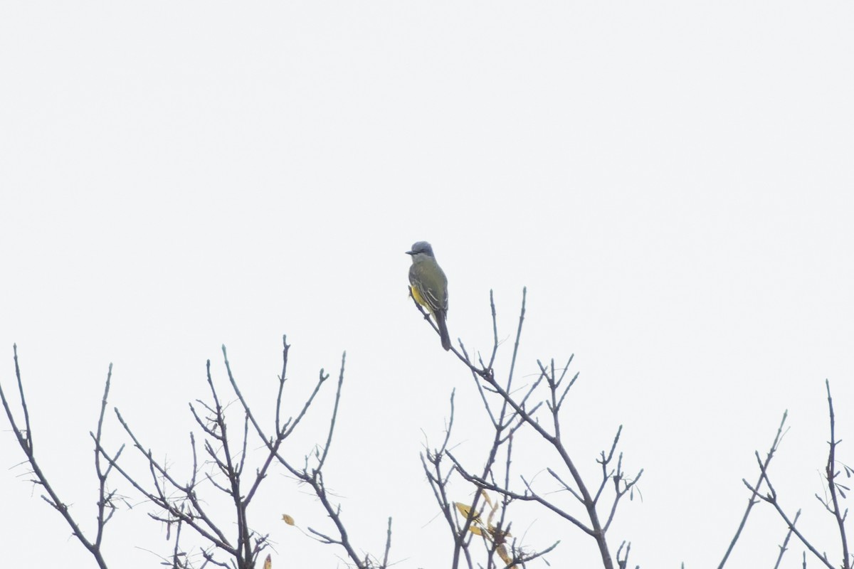 Couch's Kingbird - ML646869048