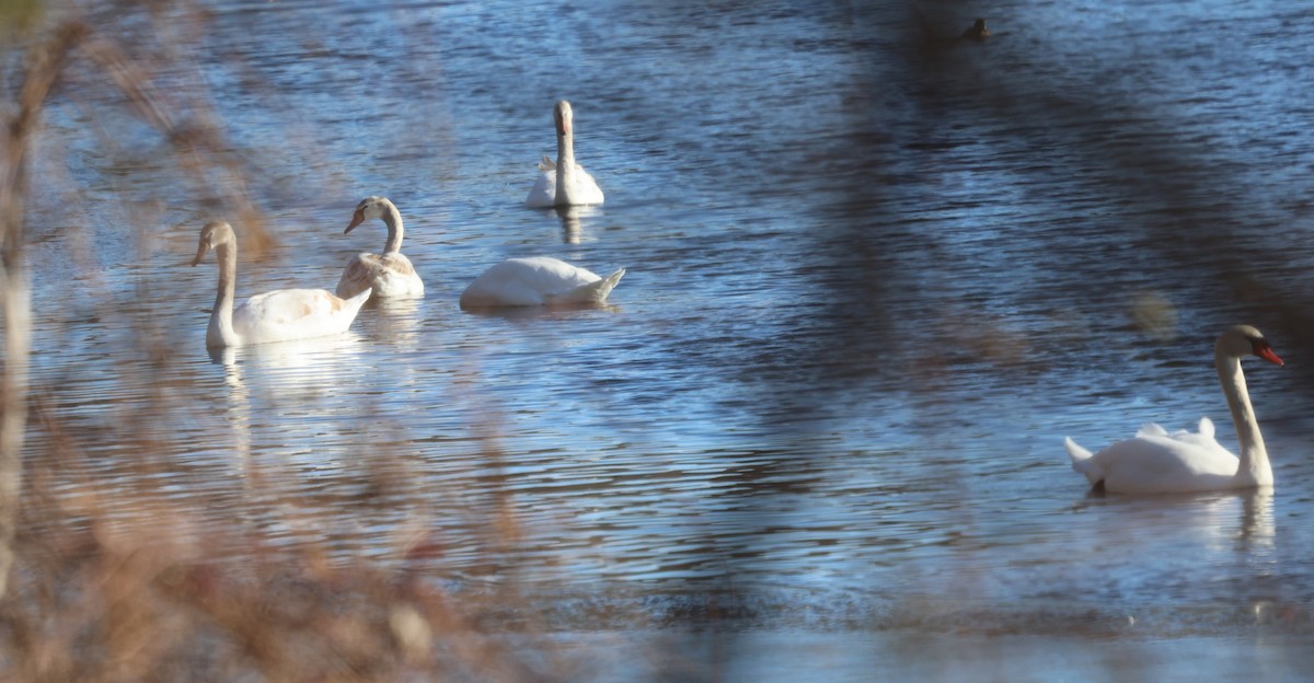 Mute Swan - ML646869050