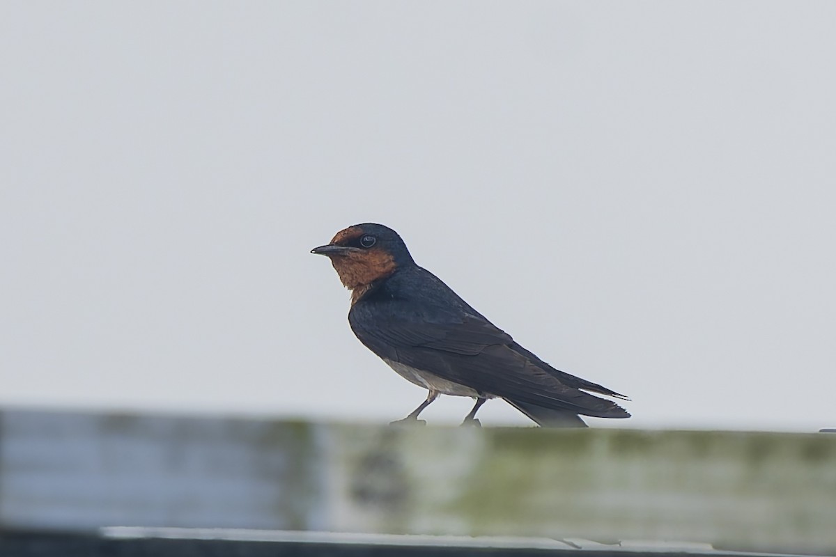 Pacific Swallow - ML646869052