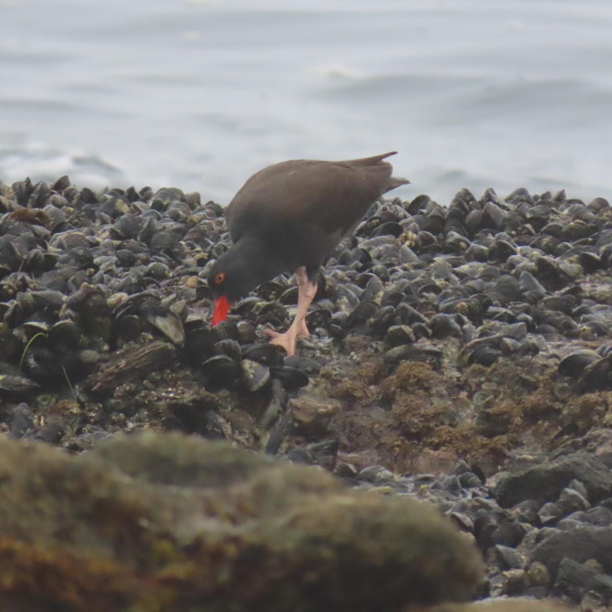 Black Oystercatcher - ML646869053