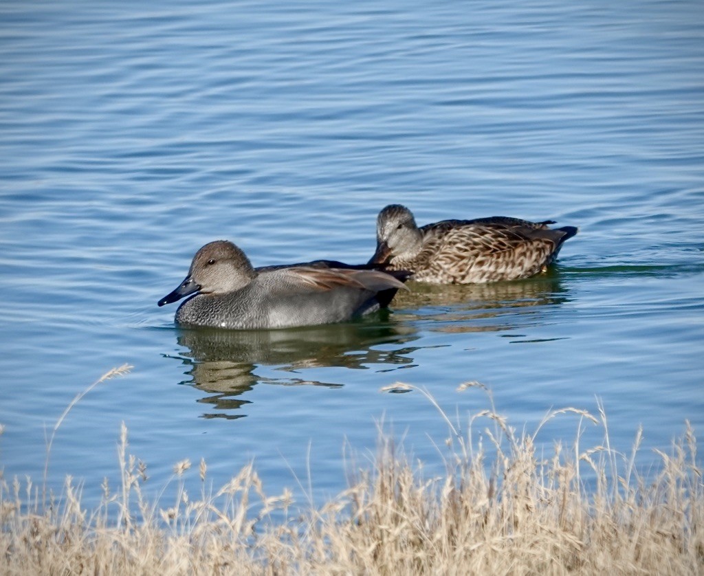 Gadwall - ML646869054
