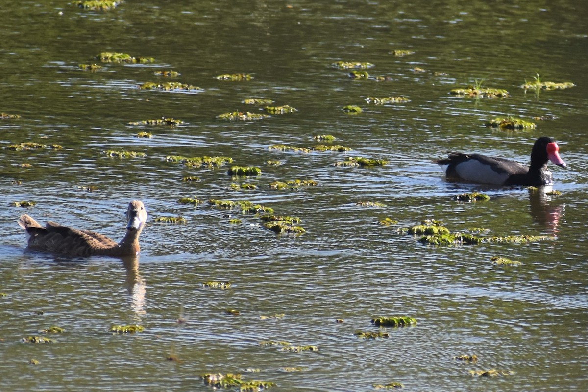 Rosy-billed Pochard - ML646869055