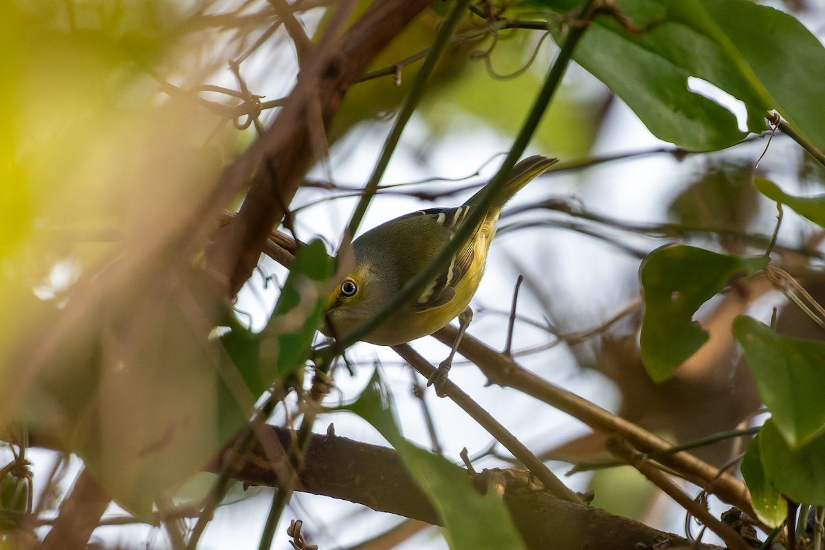 White-eyed Vireo - ML646869057