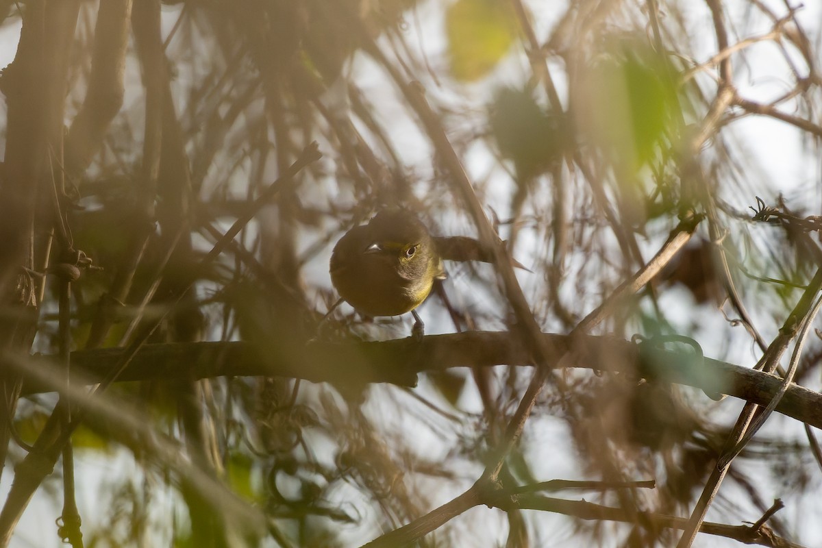 White-eyed Vireo - ML646869058