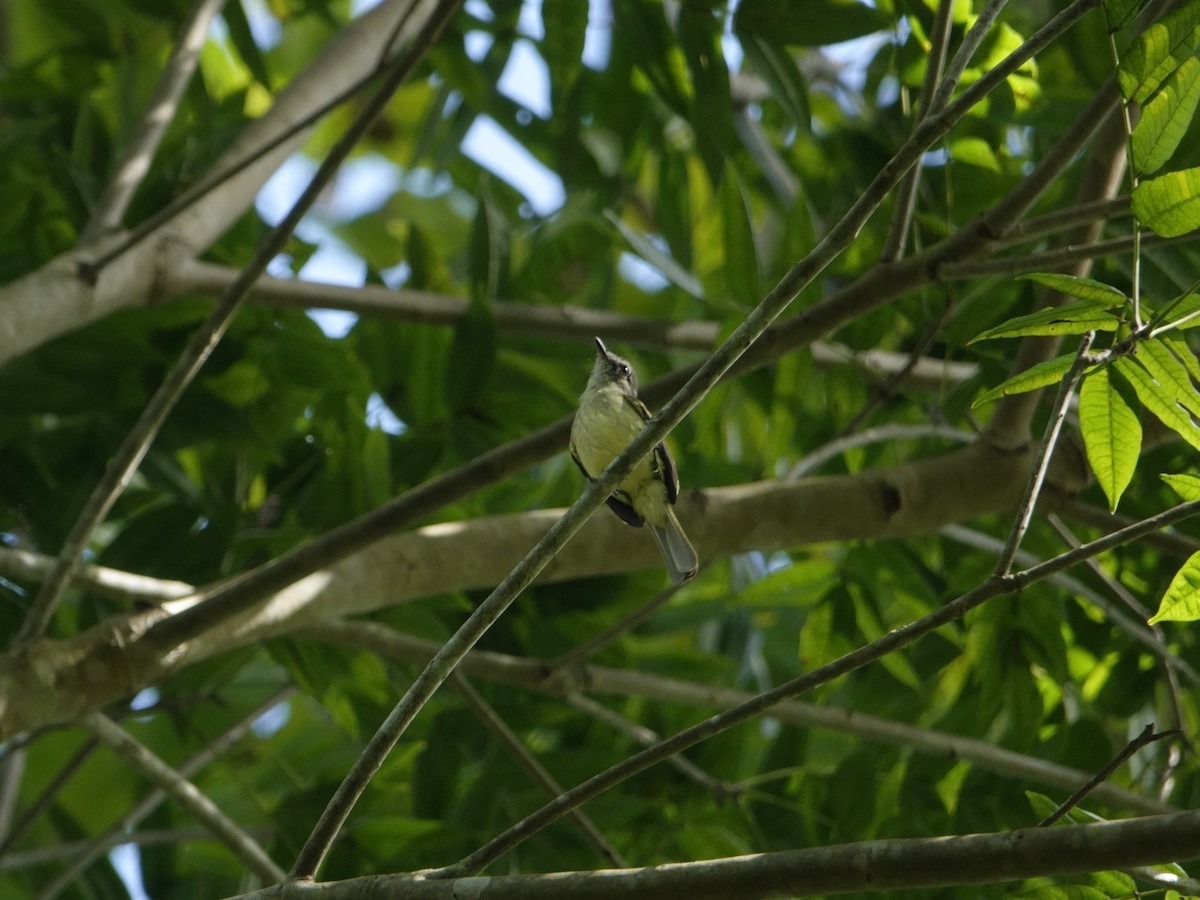 Forest Elaenia - ML646869061