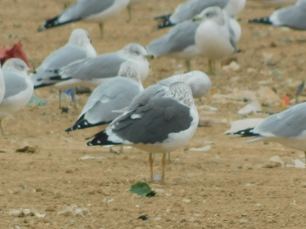 Lesser Black-backed Gull - ML646869062