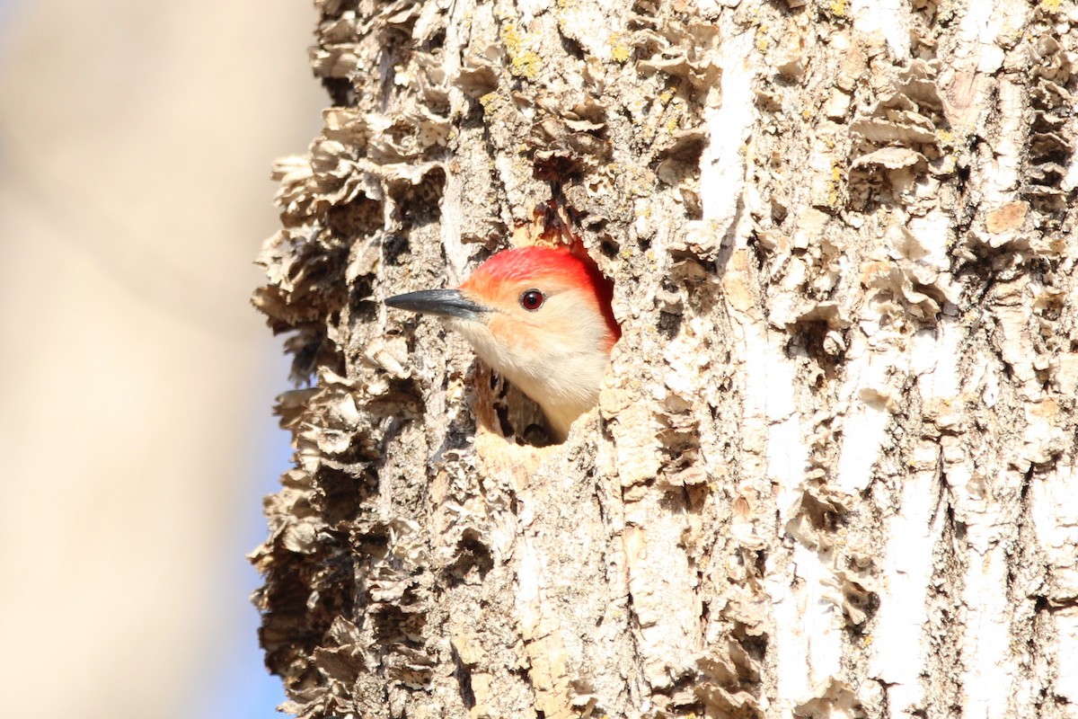 シマセゲラ - ML646869063