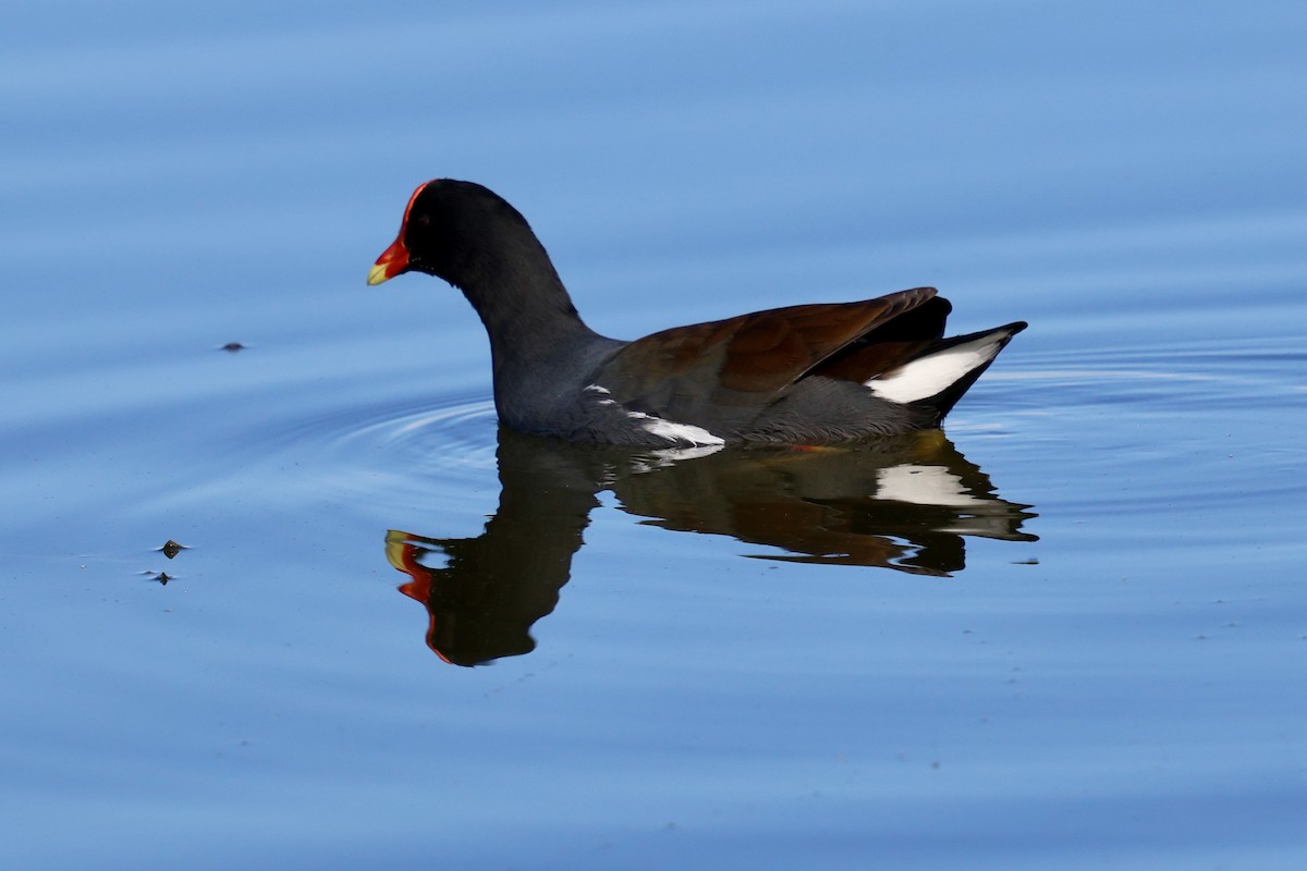 Common Gallinule - ML646869064