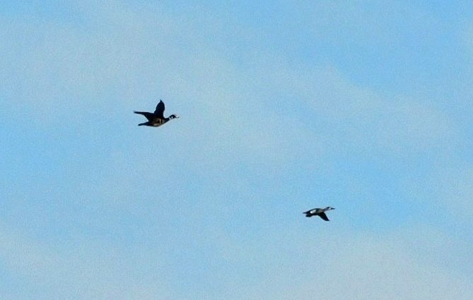 Wood Duck - ML646869066