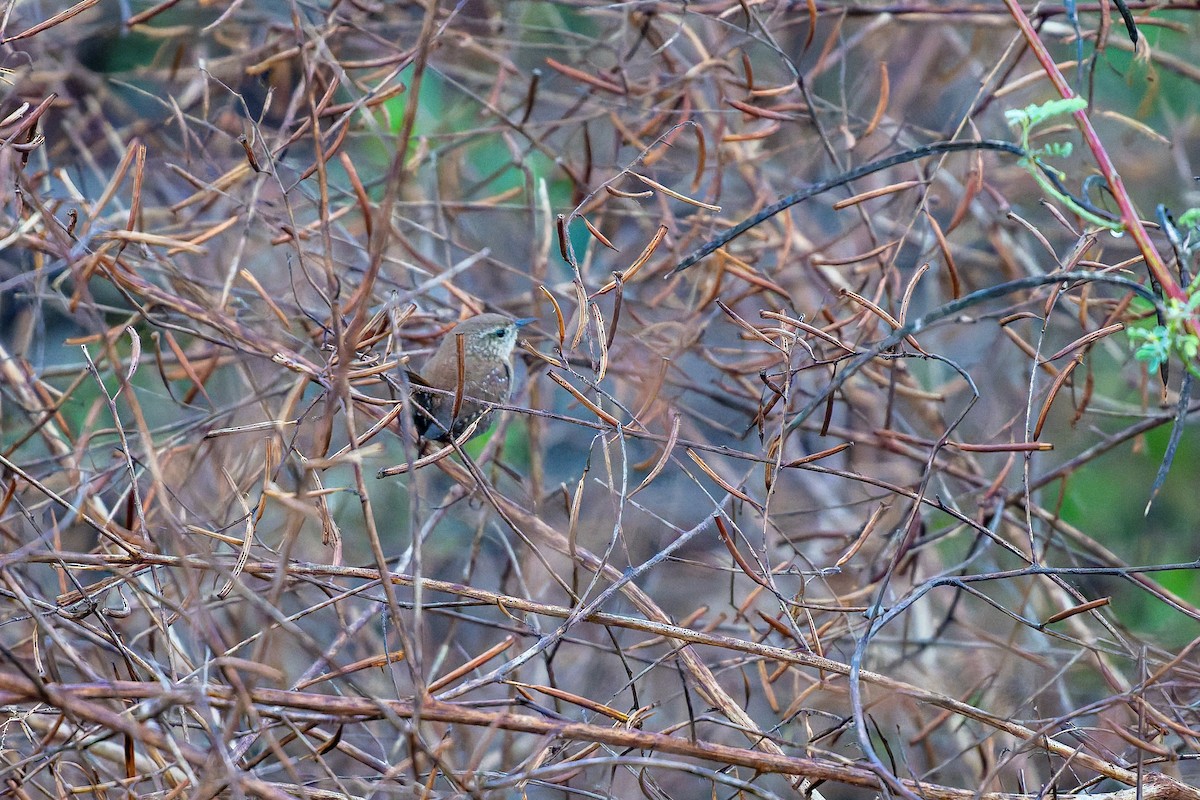 Winter Wren - ML646869067