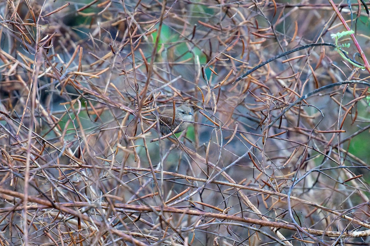 Winter Wren - ML646869068