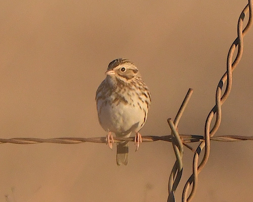 Savannah Sparrow - ML646869072