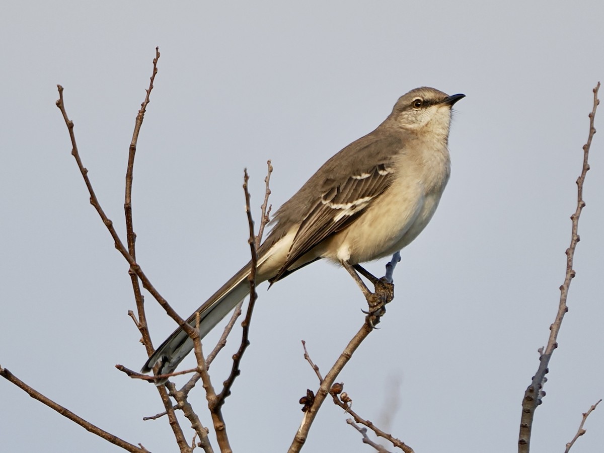 Northern Mockingbird - ML646869074