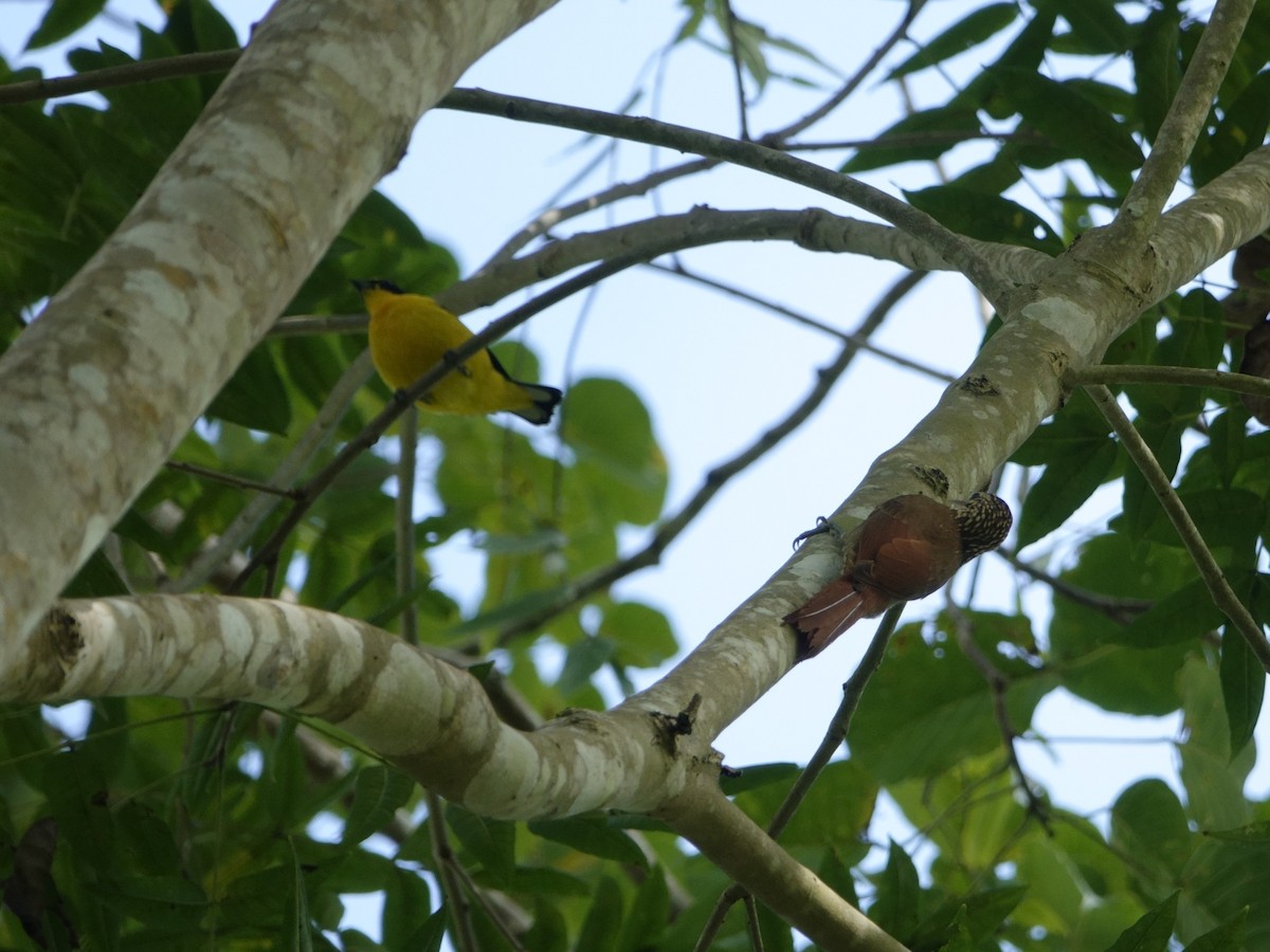 Streak-headed Woodcreeper - ML646869075