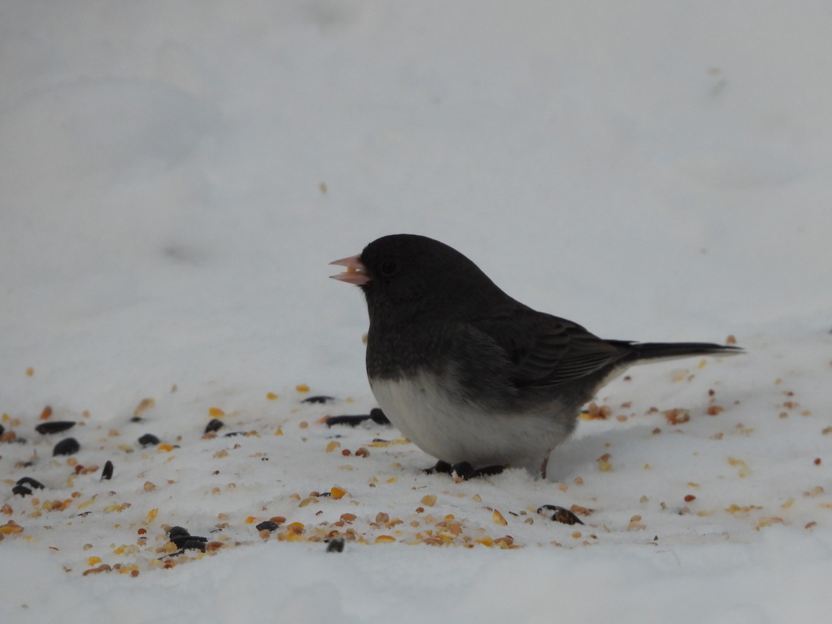 Dark-eyed Junco - ML646869076