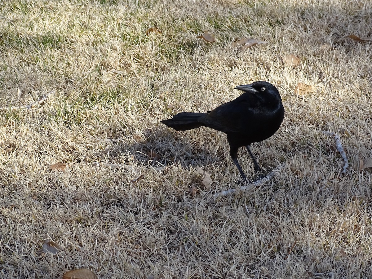 Гракл великохвостий - ML646869077