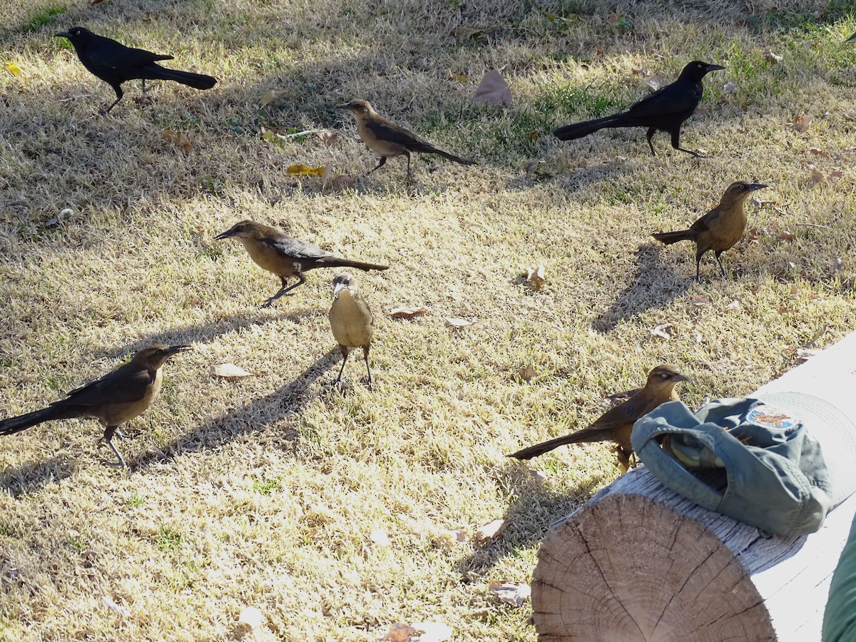 Гракл великохвостий - ML646869078