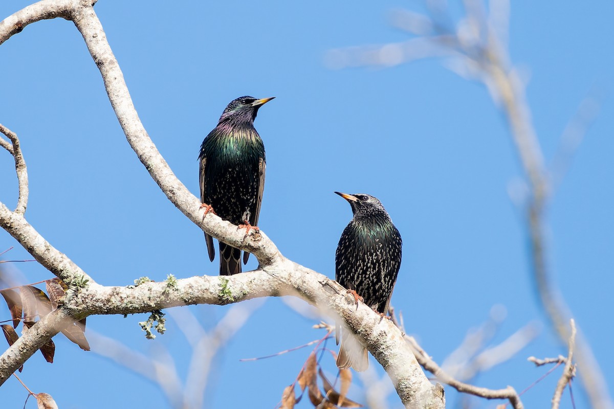 European Starling - ML646869079