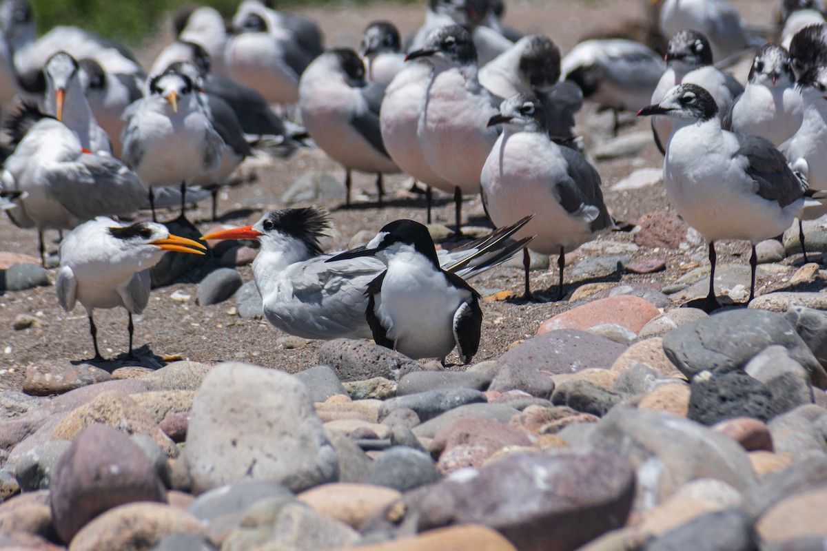 שחפית כהה - ML646869080