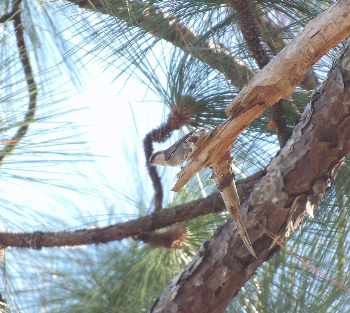 Brown-headed Nuthatch - ML646869081
