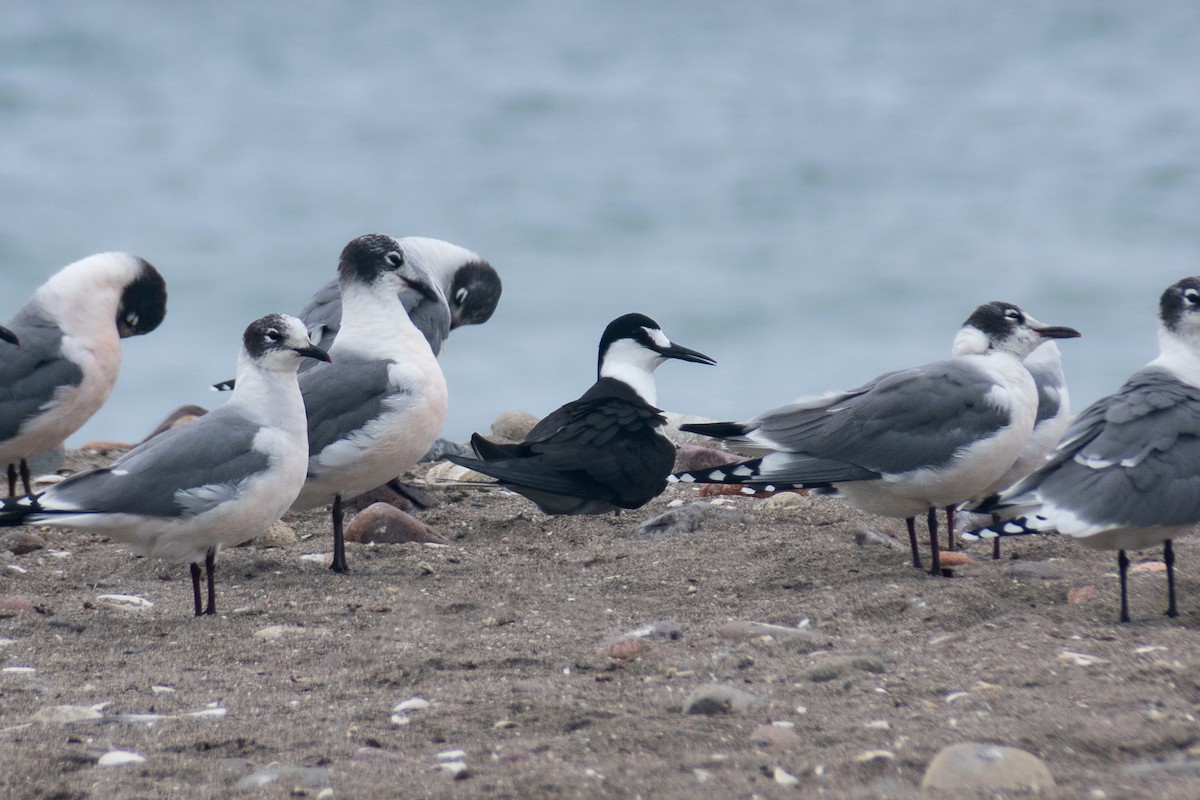 שחפית כהה - ML646869082